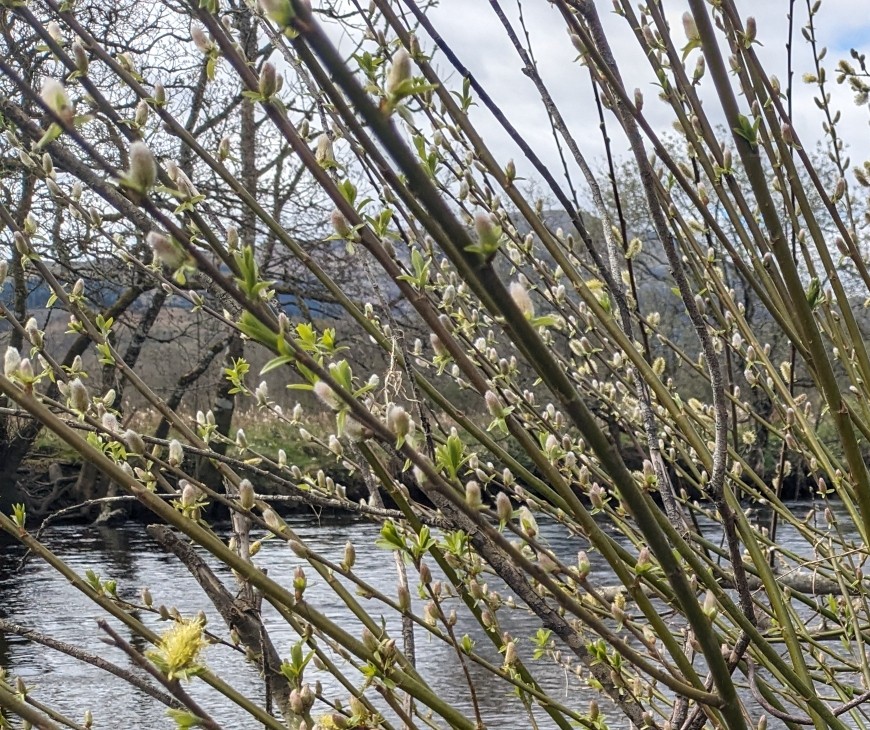 A study by #UofStirling, @JamesHuttonInst and @NatureScot has shed new light on how #beavers reintroduced to #Scotland indirectly interact with #deer – and the implications for the #woodlands they share 👉 brnw.ch/21wJjyb @StirlingScience