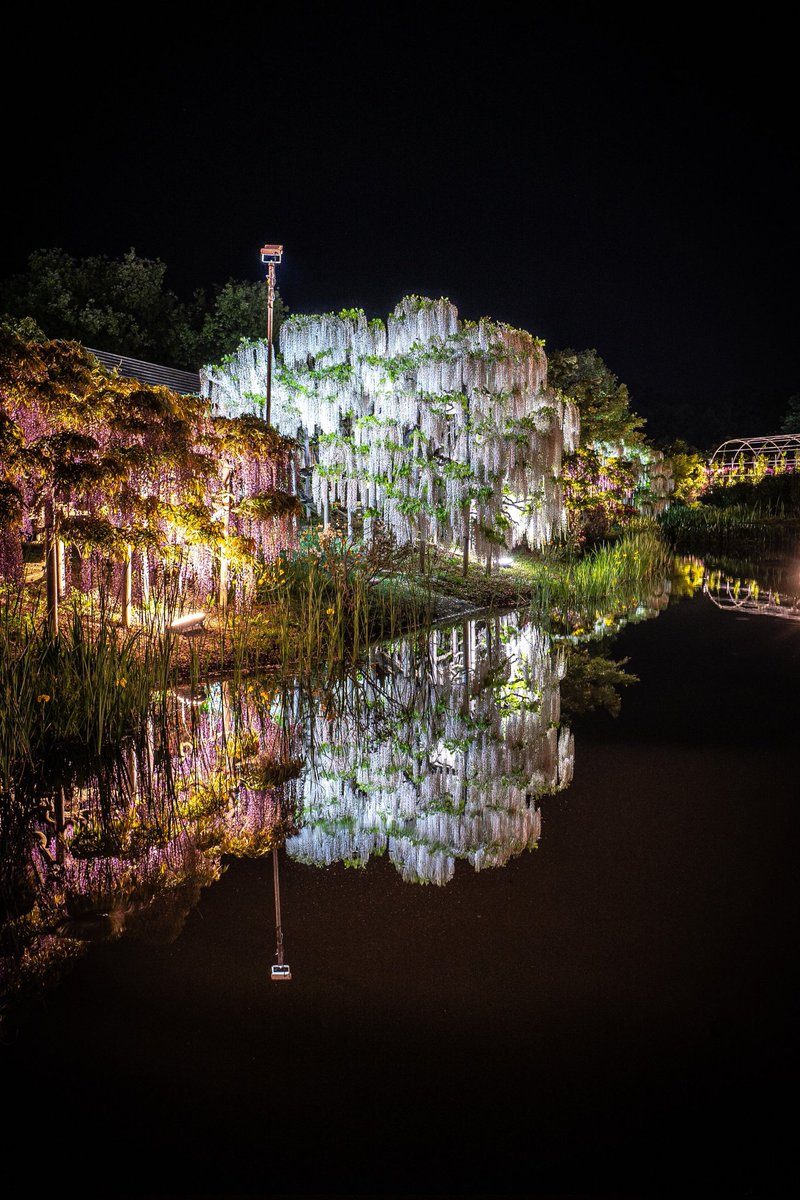 美しい藤の鏡面