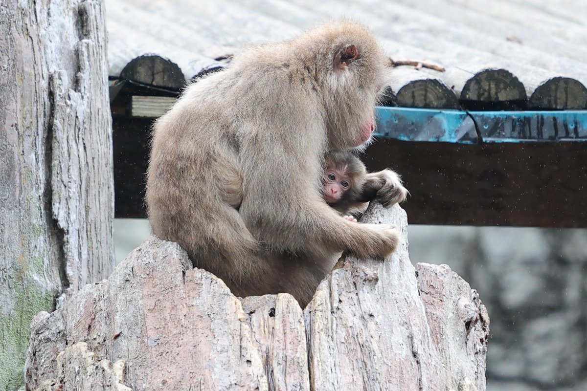擬木に登ったミロ
赤ちゃんの可愛い顔が見えた💕
20240430 tue
#ズーラシア #zoorasia #よこはま動物園
#ニホンザル #ミロ #ミロベイベー #japanesemacaque #monkey