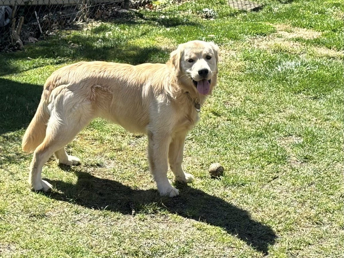 I spy with my little eye something tonguetastic. Any guesses? I’ll give you a hint… it’s not my baseball. #TongueOutTuesday #GRC #LookClosely #EyesUpHere 

#DogsOfTwitter #GoldenRetrievers