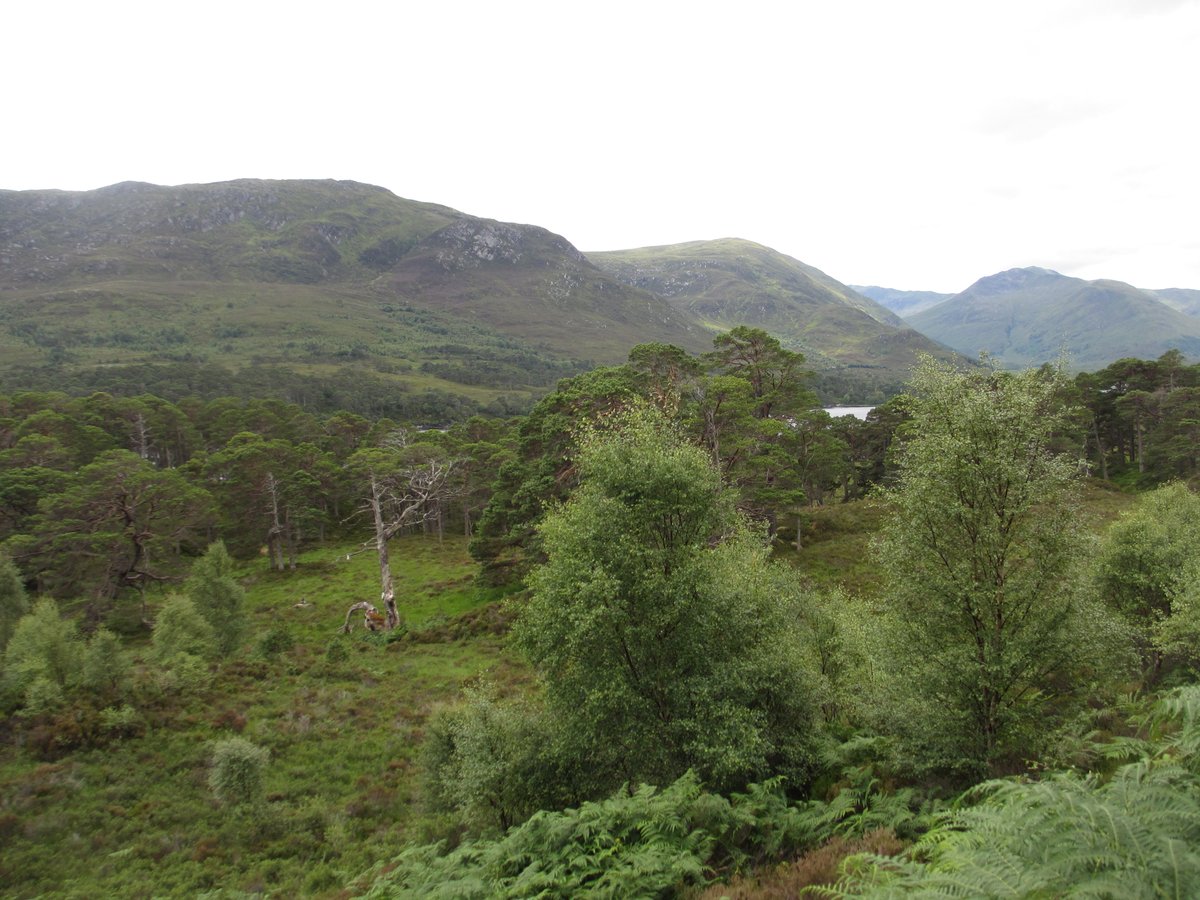 Seeking an ecological field assistant with an enthusiasm for outdoor work. Join a project on native woodland regeneration in the Scottish Highlands! Paid opportunity for 2 weeks this summer (23/6-6/7), more info here: naturebasedsolutionsinitiative.org/wp-content/upl… Application deadline 5pm 27th May.