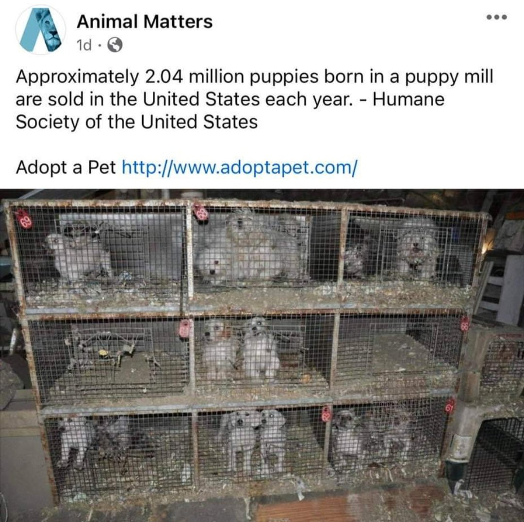 @PieterseMarc I see so much cruelty against dogs. Dogmeattrade, vivisection, puppymills, dogracing, dogfighting, killshelters, straydogs, animal hording, cruel breeding,  dogs are raped, their fur is skinned alive, dogs are tortured, dogs are abused for wars and much more