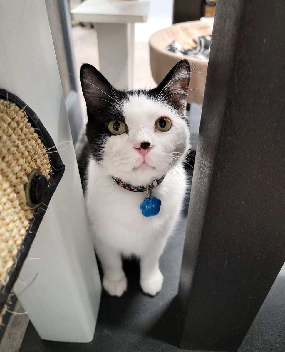 Raylan has the cutest boop button! We find it irresistible! 🥰 Raylan's bio 👇 petfinder.com/cat/raylan-655…