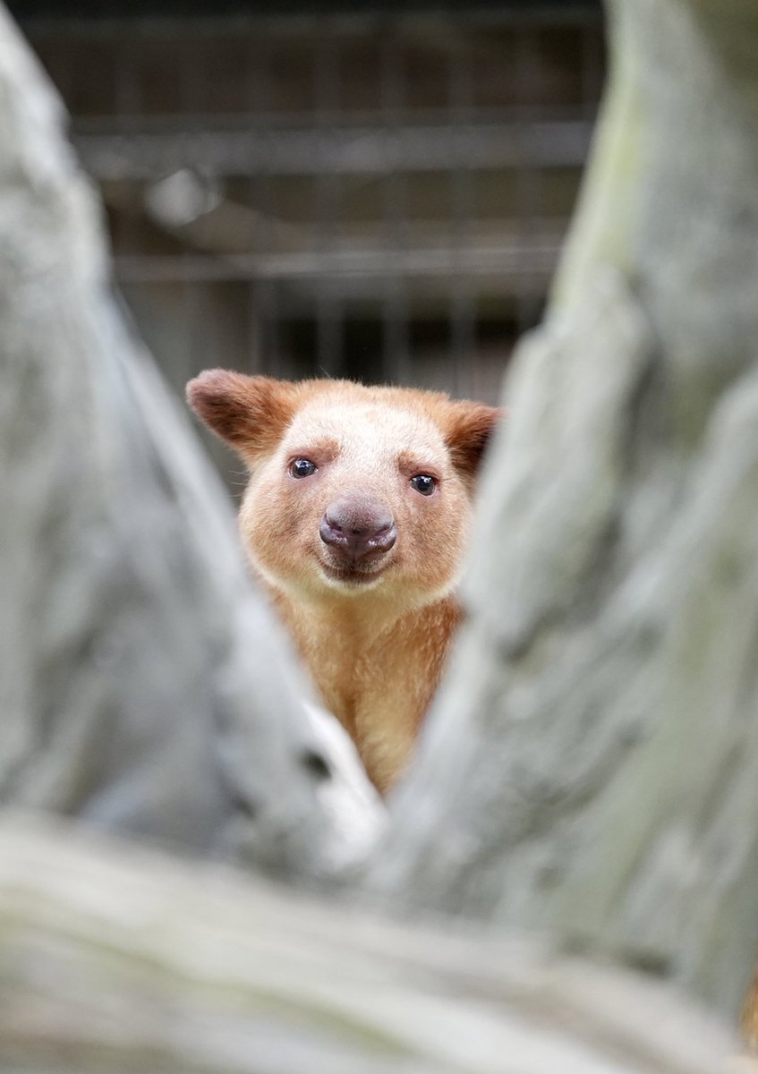 隙間って可愛い🧡

2024.04.26

 #ズーラシア #ZOORASIA #よこはま動物園ズーラシア #モアラ #セスジキノボリカンガルー