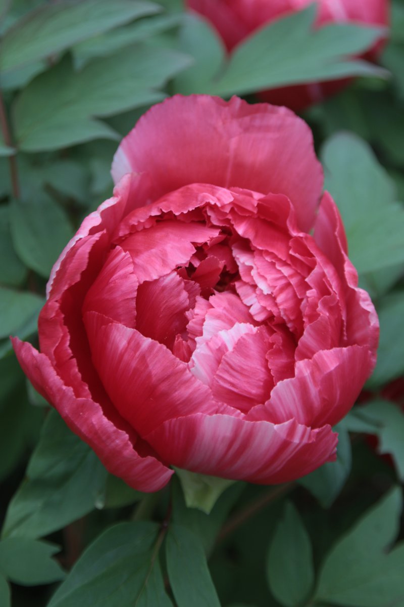 Peony 😃

#Photography #Flowers