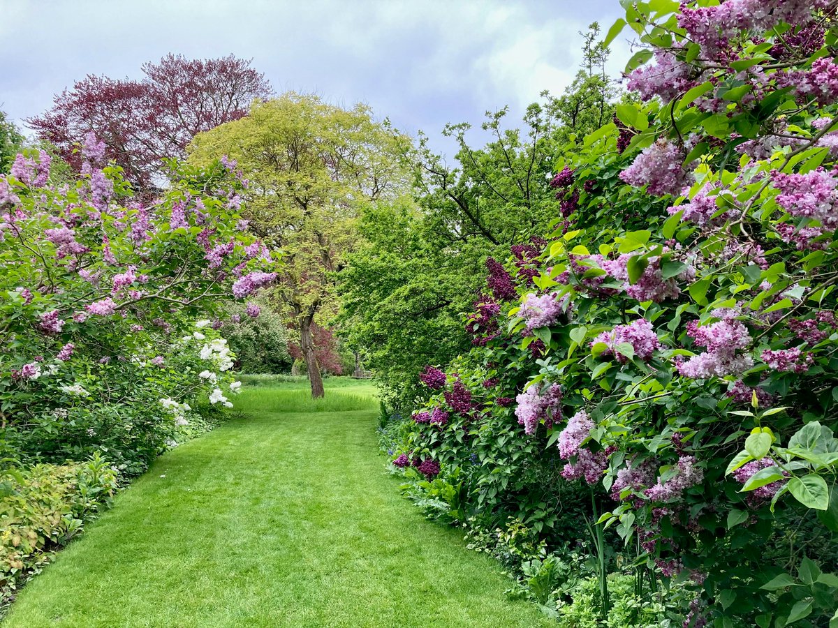 Lilac walk in Trinity Fellows' Garden is looking blooming marvellous - so many delicious scents and shades! #TrinSpring #Cambridge 📷 Joanna Cooney