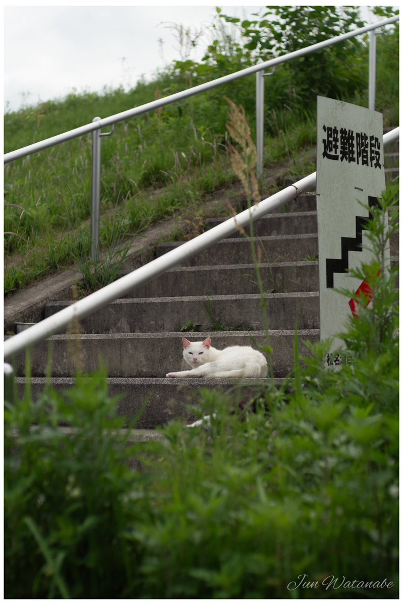 Camera:Panasonic Lumix DC-GX7MK3 Lens:Olympus G.Zuiko Auto-s 40/1.4(Pen-f mount) コンパクトだけど程良い重量感とカメラ感があるこの組み合わせ良い #snapshot #cat #cats #CatsLover #photograghy #animalphotography #landscape #oldlens #オールドレンズ #猫 #ネコ #ねこ