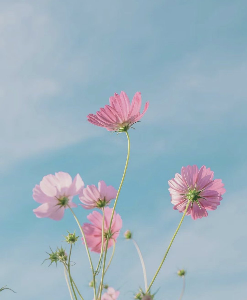 “Bir çiçek, yanındaki çiçekle rekabet etmeyi düşünmez. Sadece çiçek açar.”

- Zen Shin