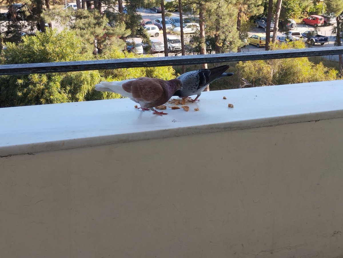 #Twosday Hospital pigeons