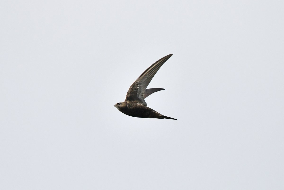 A recently arrived Common Swift Apus apus, one of many seen flying into a fierce, cold wind at Staines Reservoir yesterday. It must have come as a bit of a shock! Cropped, and auto-adjusted for shadows & highlights.