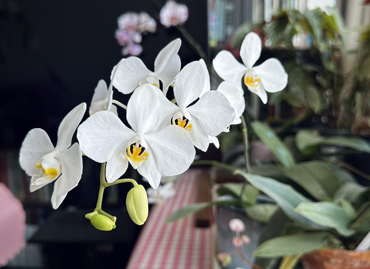 Phalaenopsis amabilis (Irian Jaya)