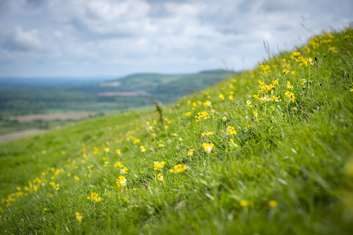 It's cowslip season 💛