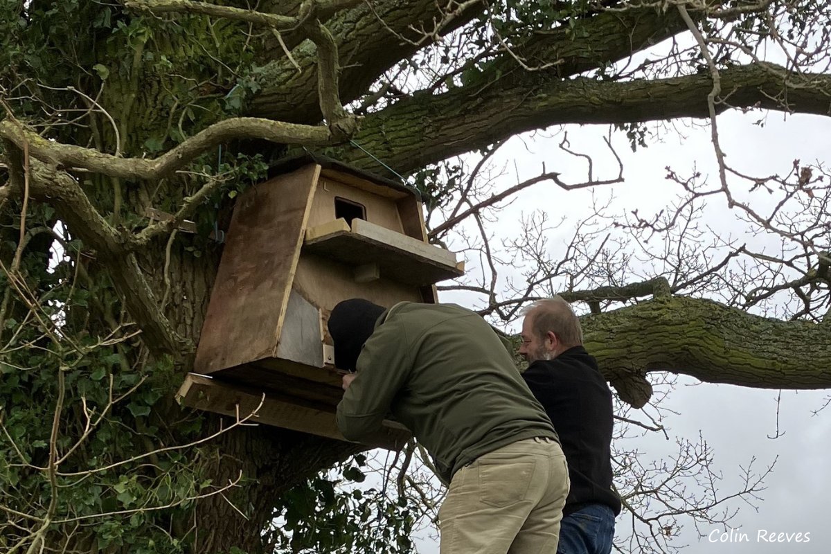 Check out this barn owl box that Trust member Colin and his friends Carl and Andy erected near Eckington! It was built with reused timber to a plan from the Barn Owl Trust - it has a landing platform, climbing grips for the youngsters and a big opening to attract the birds 🦉