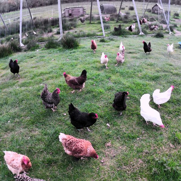 Lots of happy, friendly chickens #BirdsOfX #chickens #AnimalLovers