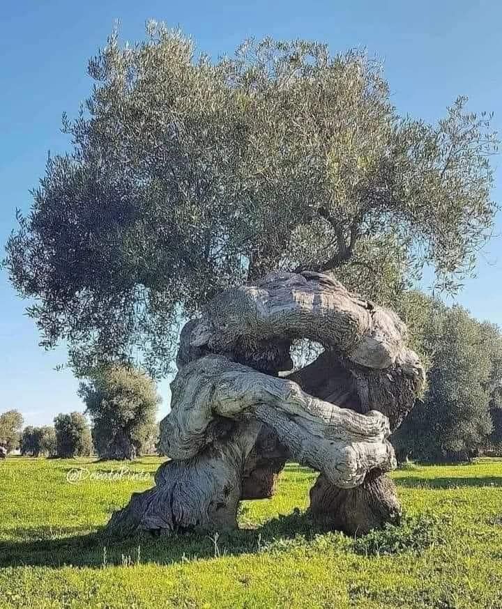 Puglia is a region where ancient olive trees often sport bizarre, fantastical shapes, often twisting and turning about themselves. This one is over 1600 years old and it looks like a hug.
