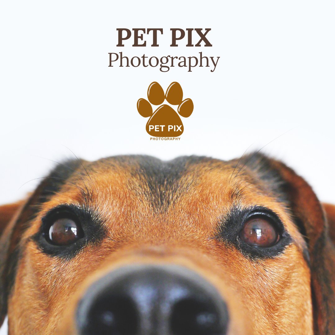 🐾 Welcome to PetPix Photography! 📸✨

#petphotography #photographylovers #petphotos #cutepets
