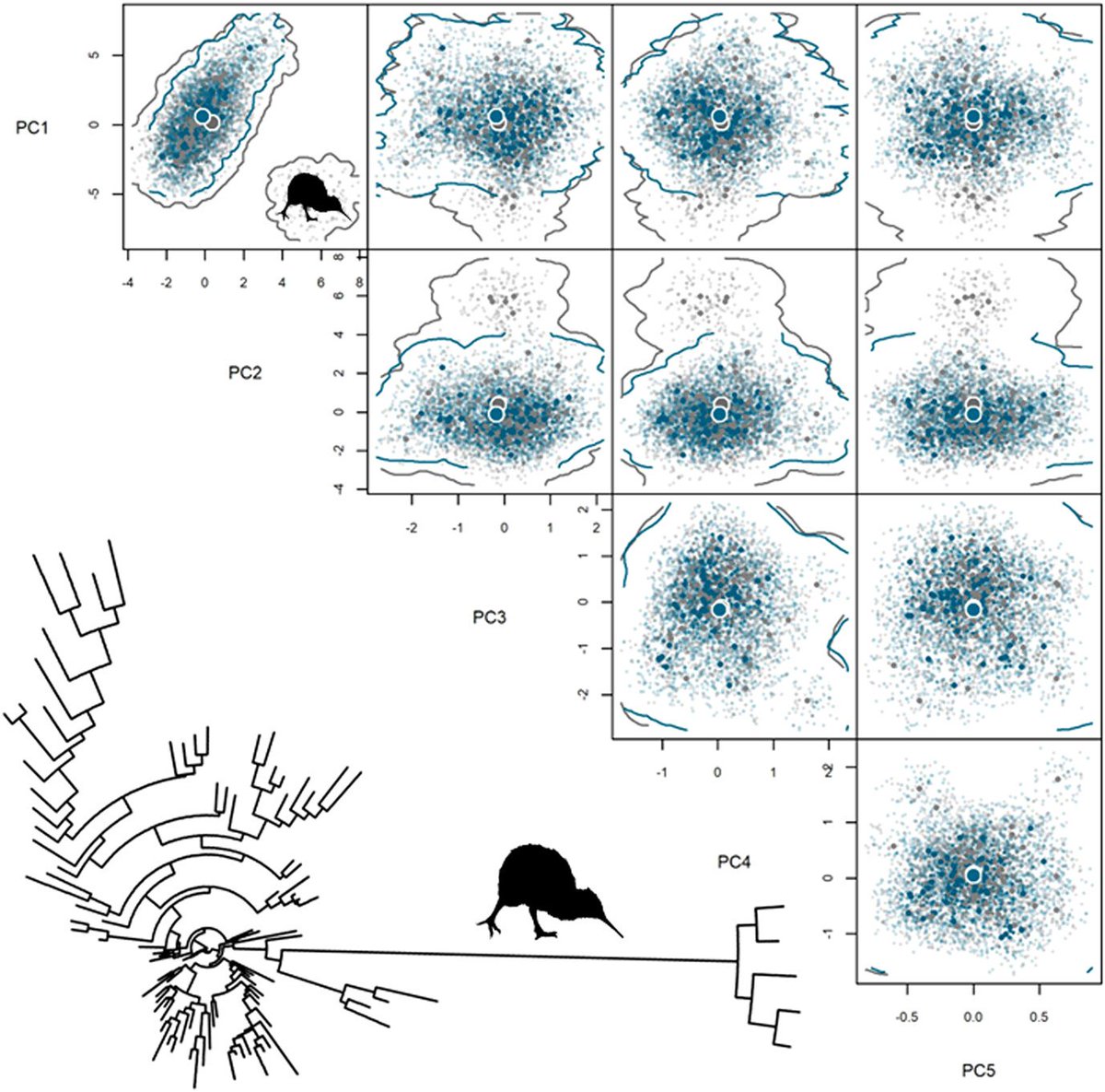 Multiple frameworks have been proposed to quantify #Functional #Diversity across its dimensions, including richness, divergence, regularity and turnover (beta diversity). In a new paper @EcographyJourna we propose using neighbor-joining trees. doi.org/10.1111/ecog.0…