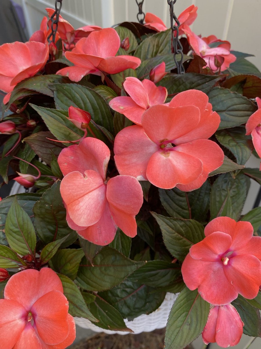 A basket of New Guinea impatiens for you today. #Flowers #GardeningX #MasterGardener