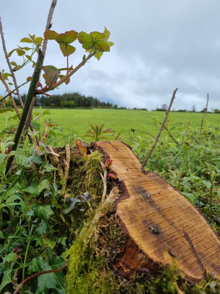 Small but encouraging regrowth on a very old whitetorn stump that was coppest in December. New life for an old field boundary