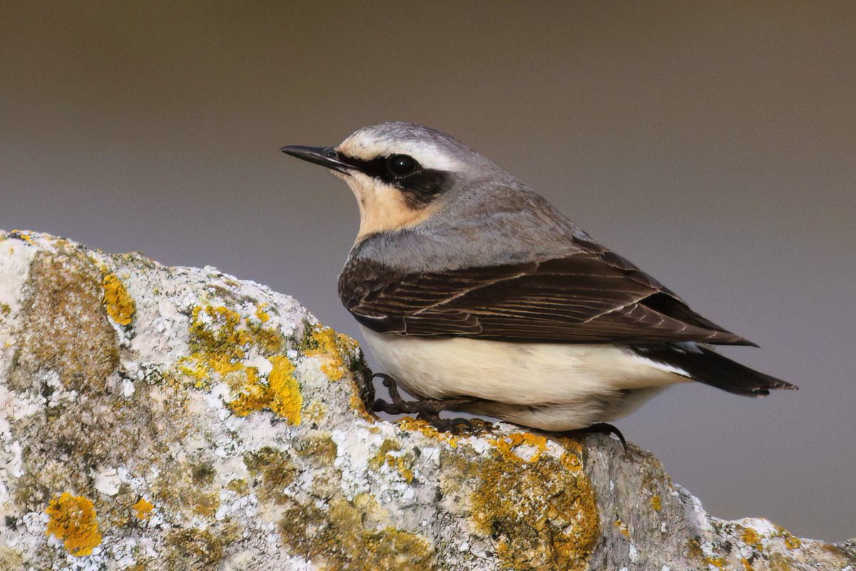 Yesterday at Ferrybridge 10 or so Wheatear suddenly arrived all at once. Clearly tired from their migration this male was, just sitting down low to rest on the rocks...