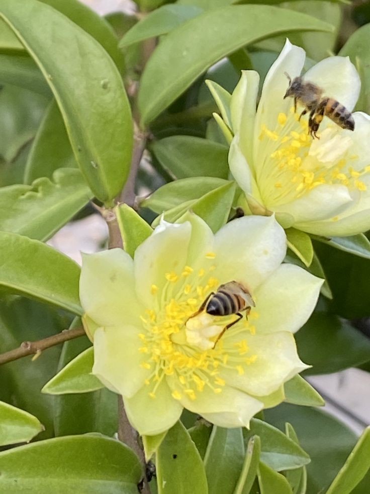 Arılarınız bol olsun. Bereketiniz hiç eksilmesin 🐝🌺