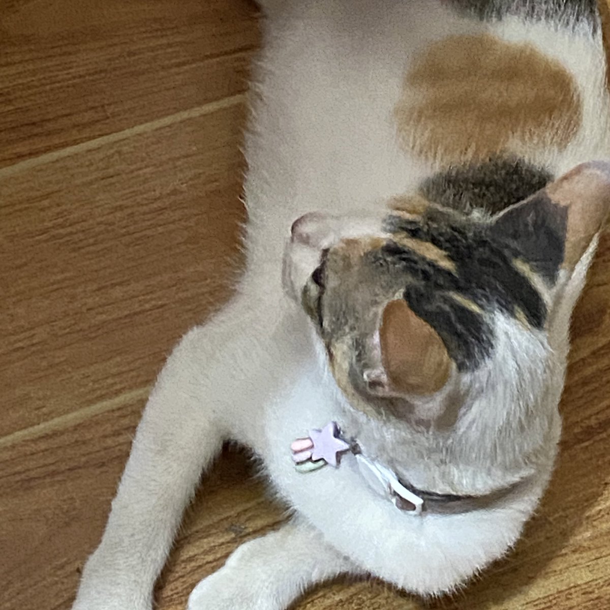 httpskisha's tweet image. proof of life °❀⋆.ೃ࿔*:･