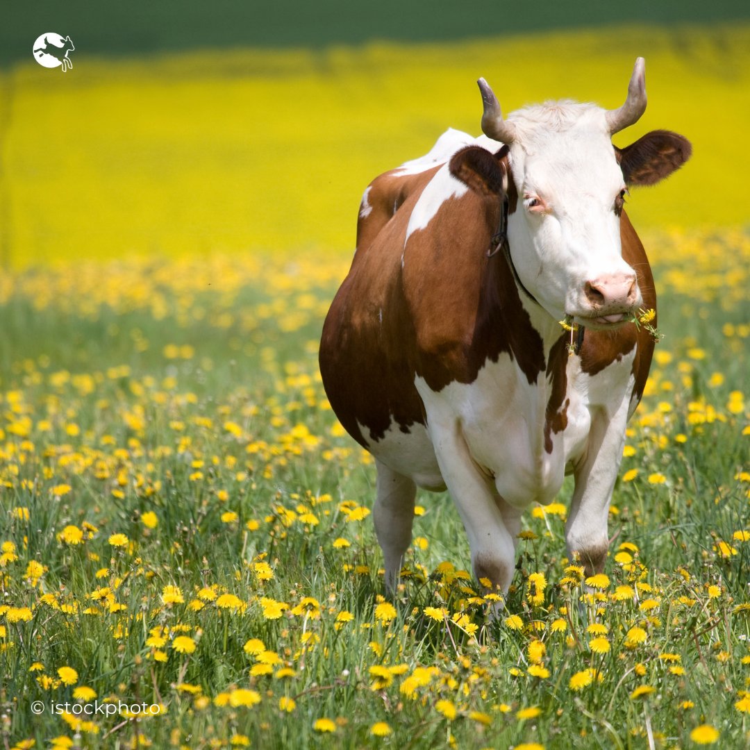 #EUelections2024 are just one month away. 🇪🇺🗳️

Make sure to use your vote to elect lawmakers who truly want to ensure a better life for farmed animals by ending factory farming.

This is how MEPs voted on #AnimalWelfare between 2019 and 2023👉ciwf.eu/media/7455227/…