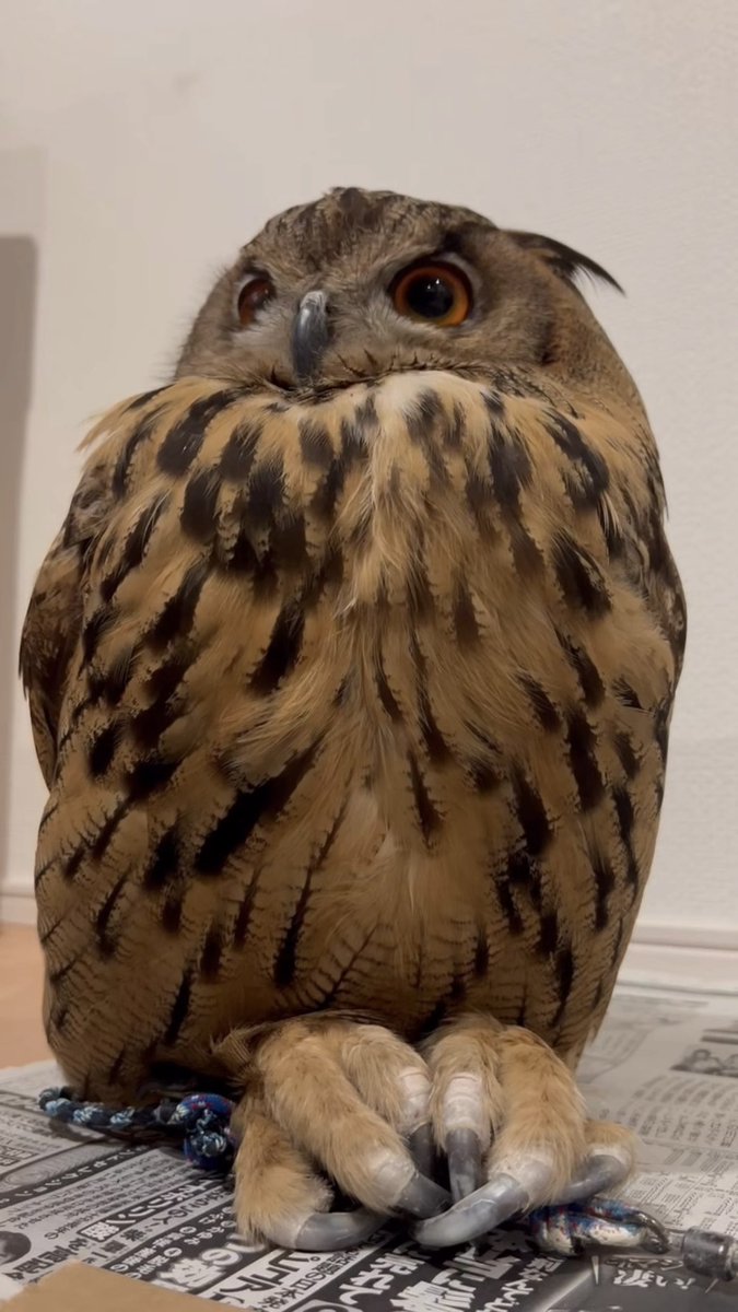 hsk_owl_0v0 tweet picture