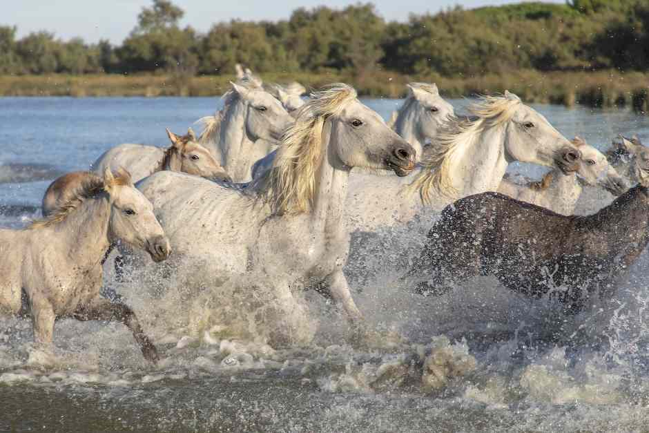 Entdecke die wilden weißen Pferde der Camargue – mehr als nur ein Symbol der Region! 🐎 travelworldonline.de/camargue-frank… #Camargue #Frankreich #UrlaubInFrankreich #Reisen #Natur #Abenteuer #Wanderlust #FrankreichUrlaub #Südfrankreich #Provence #travelworldonline