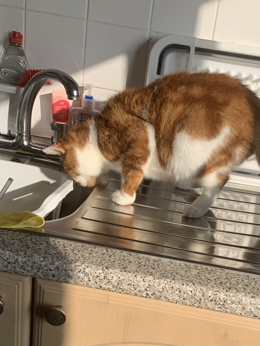 @DuffyCatNL 😹😹😹it’s actually down to not so sweet Toby pacing around the kitchen worktops 🐾🐾🐾❤️