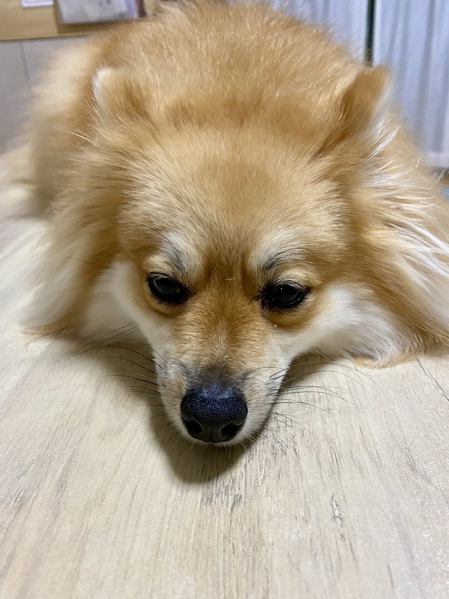 もうね、あとは寝るだけなんすよ🐶🥱

#ポメラニアンのいる暮らし 
#ポメラニアン　#Pomeranian
#デカポメ　#きつねぽめ
#おつかれさま