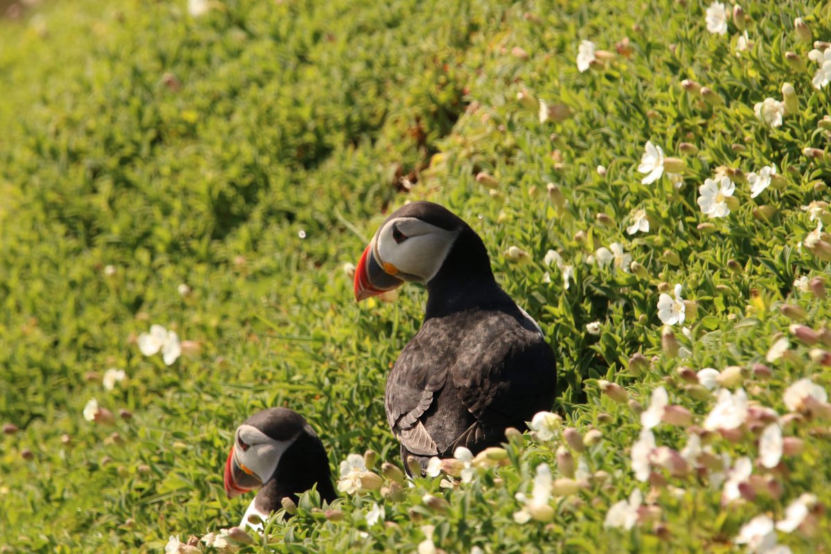 I took a little trip to the Saltee Islands at the weekend and I certainly wasn't disappointed! Puffin love! ♥️ #birds #nature #Ireland #wildlifephotography