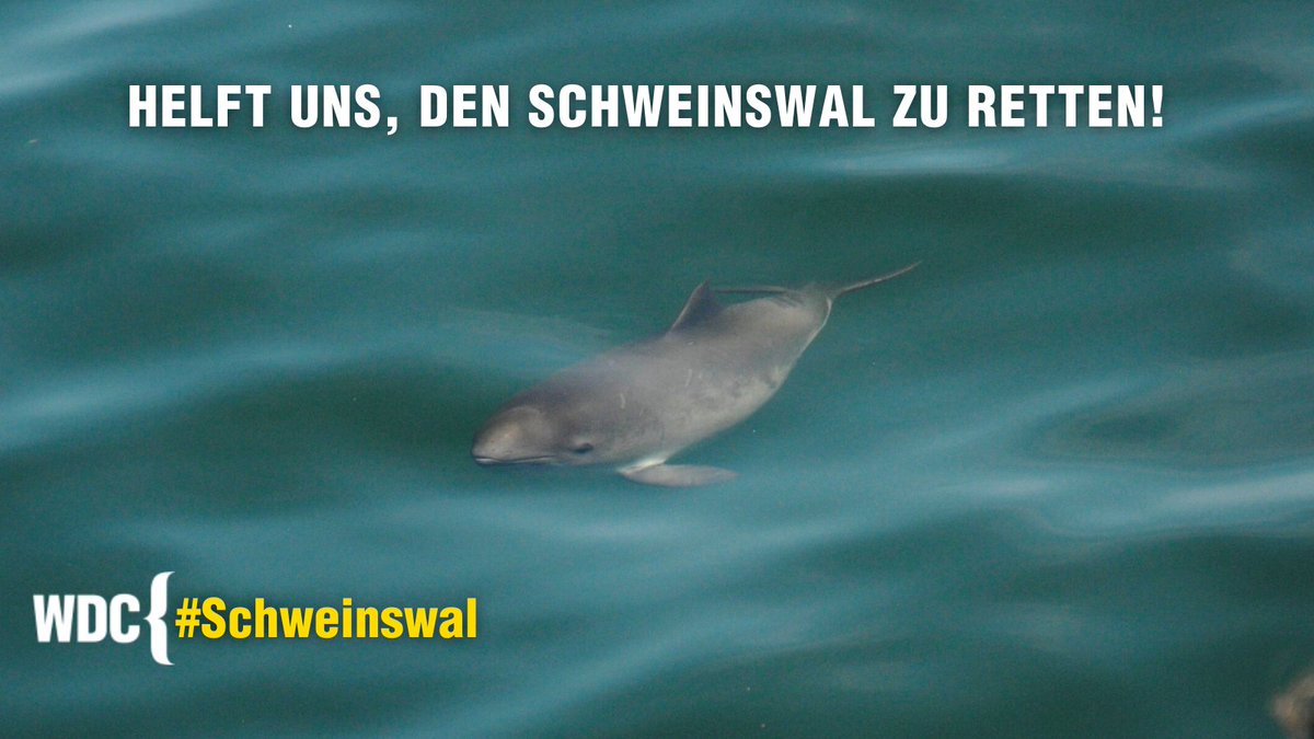 Jede*r sehnt sich ab und zu nach einer Auszeit vom hektischen Alltag - auch der #Schweinswal, unser einziger heimischer #Wal. Doch die kleinen Wale sind u.a. durch Lärm & #Stellnetze bedroht. Wir kämpfen für seine Sicherheit. Helft uns mit einer #Spende 👉de.whales.org/spenden-und-he……