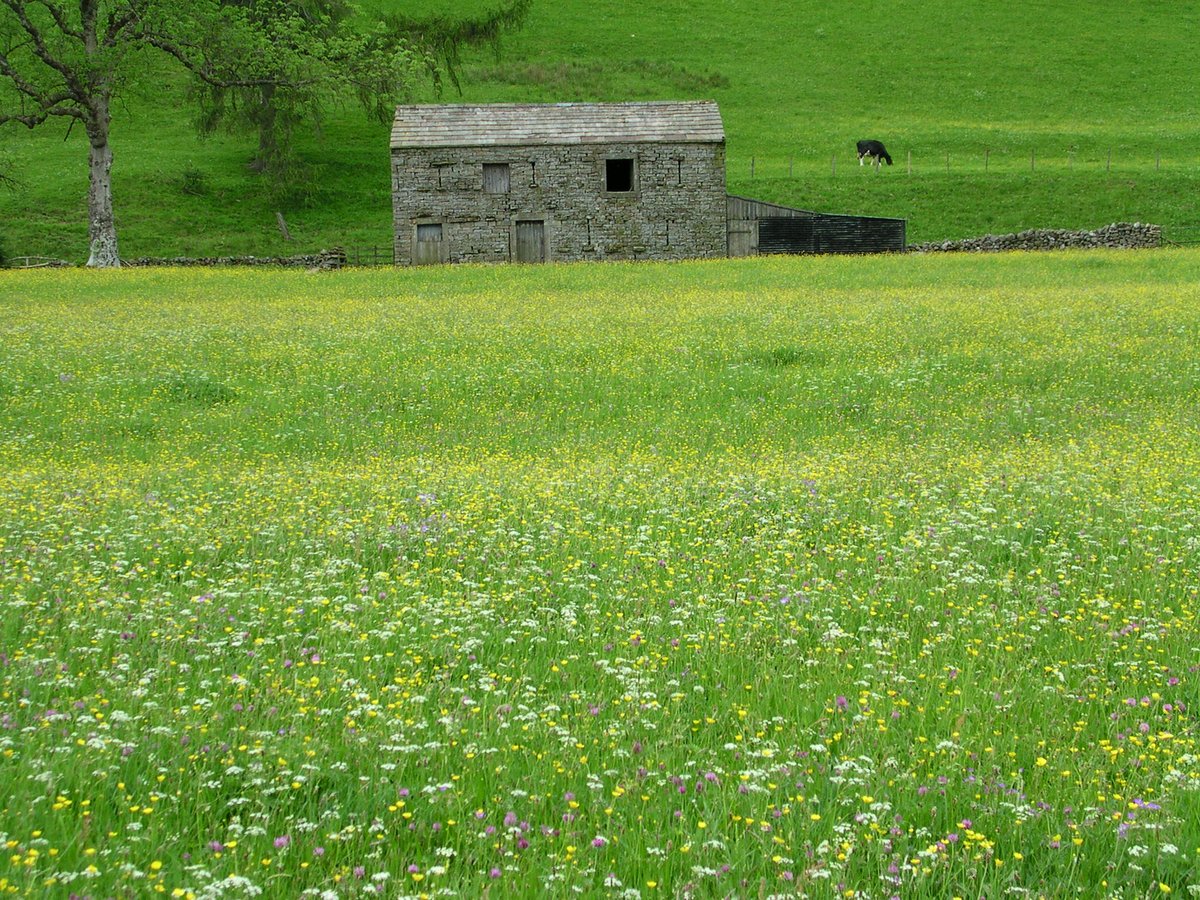 The meadows of the #YorkshireDales are now beginning to grow, but you can have your own mini-meadow too by taking part in @Love_plants #NoMowMay:

plantlife.org.uk/campaigns/nomo…

So give that mower a rest and see what wildlife your garden lawn can attract this month!

📸 Gareth Evans