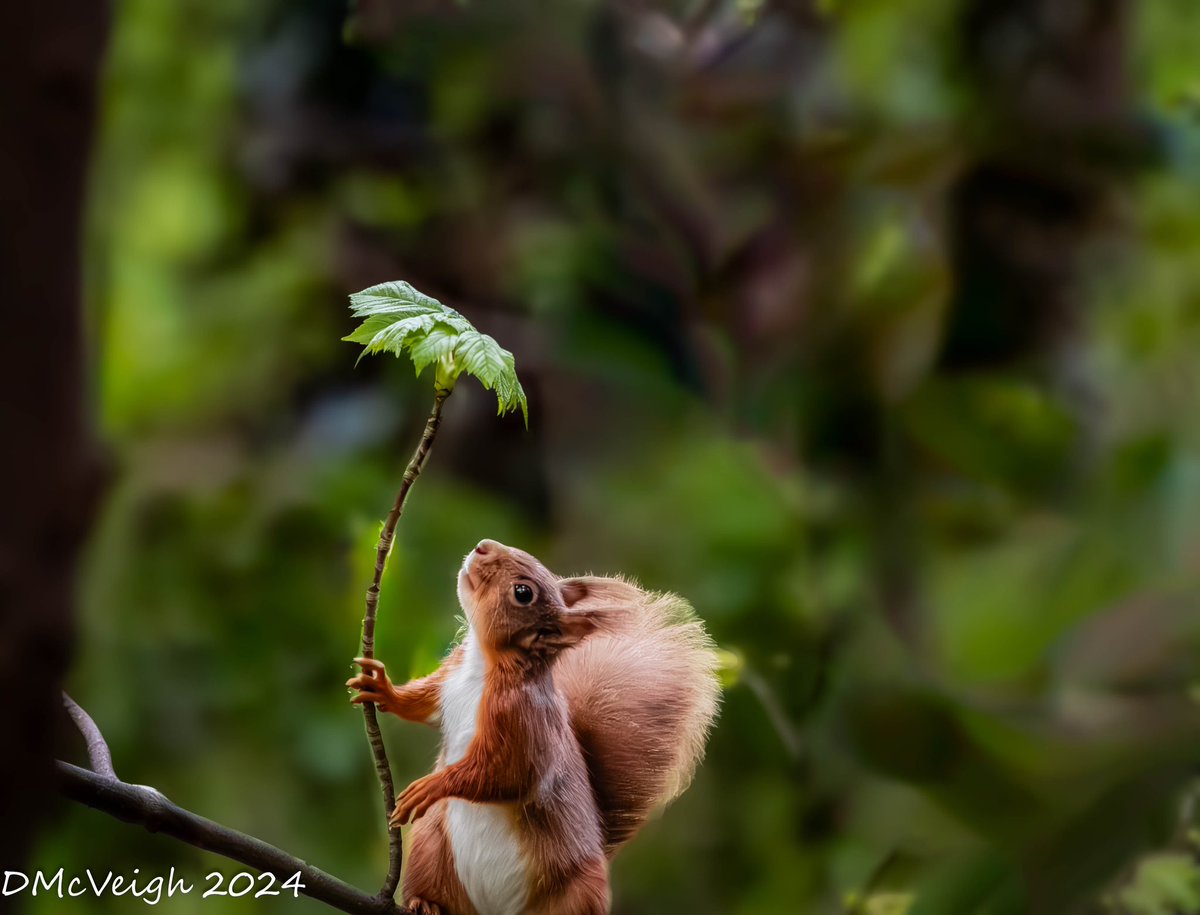 VeighDermot's tweet photo. Red squirrel taking on a spring morning Co Antrim @UlsterWildlife @CanonUKandIE @wextweets @CanonUSA @WildIreland @bbcweather @barrabest @LeaderboardWex @NatureWildPhoto @WildlifePmag @NatureWildPhoto https://t.co/zzwEYZRS7B