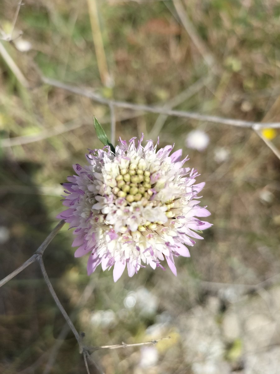 Fioriture selvatiche.