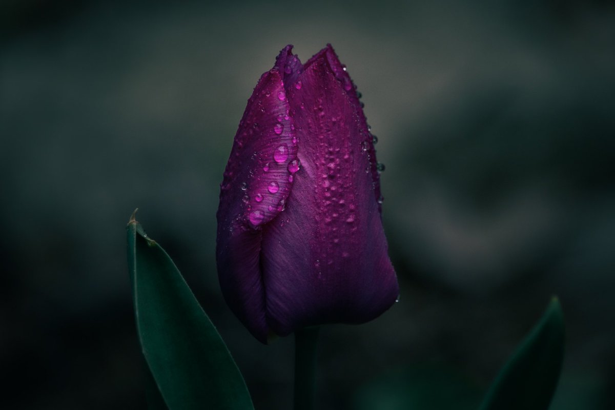 Purple tulip in the early morning light. #tulips #ygk #kingstonontario #flowers #photograghy