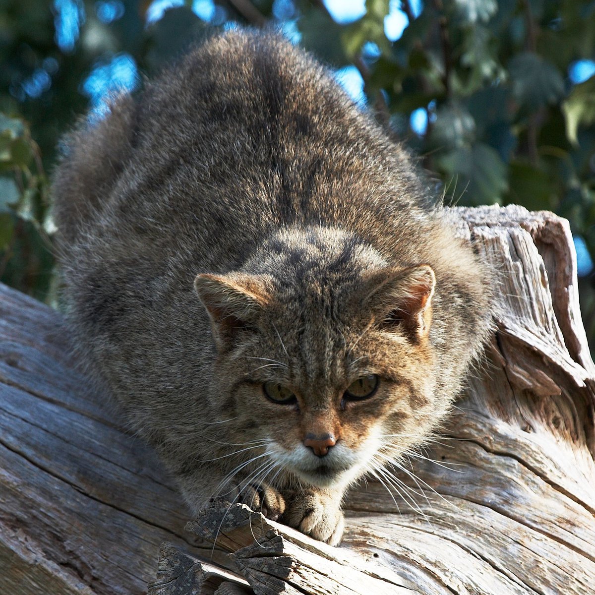Share your thoughts! 📢 @UniofExeter has launched a survey to better understand public attitudes to the possible reintroduction of wildcats in the South West. All residents in the South West are invited to take part 👉 buff.ly/49LWnVr