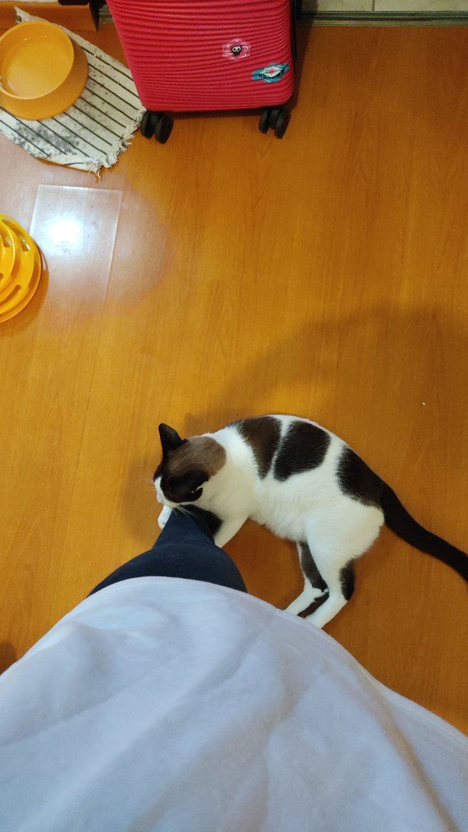 Eu arrumando as coisas pra viajar e esse coisinha 🥺