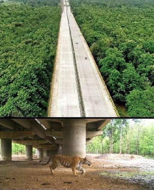 An elevated highway in India, built to allow wild animals to peacefully pass underneath it. #T20WorldCup2024 #GENERATIONS