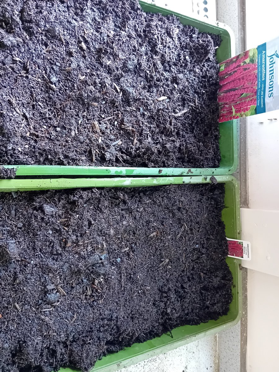 phs_go's tweet photo. Thanks @RHSSchools for the seeds. Just planted with Y9. @prest https://t.co/MOMLf8suDj