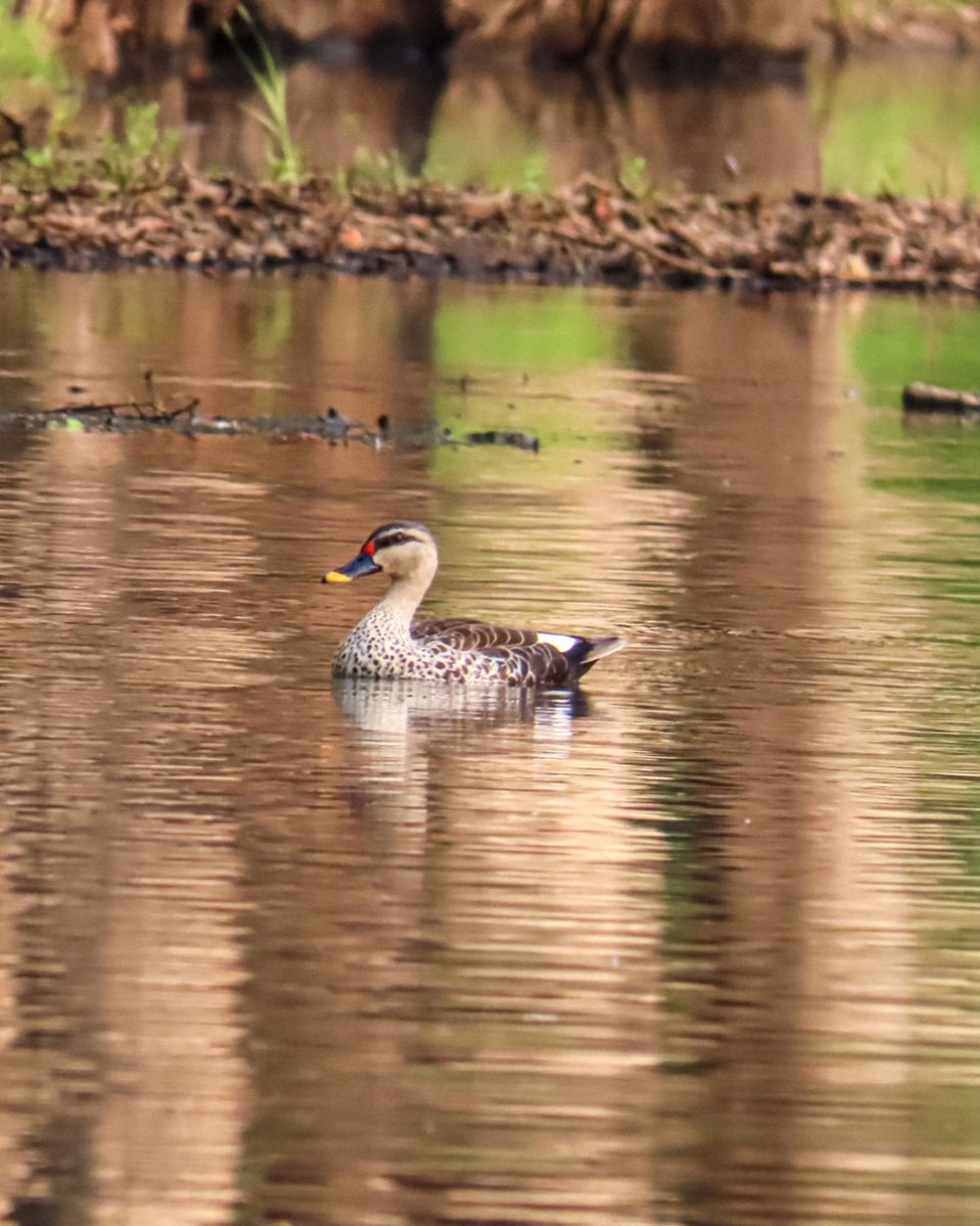 Experience Indian Spotted Billed Duck sightings at Pench Jungle Camp! 🦆 Book your safari for a wild adventure now! Email: connect@junglecampsindia.com | Phone: +91-9999742000. #PenchJungleCamp #WildlifeAdventure