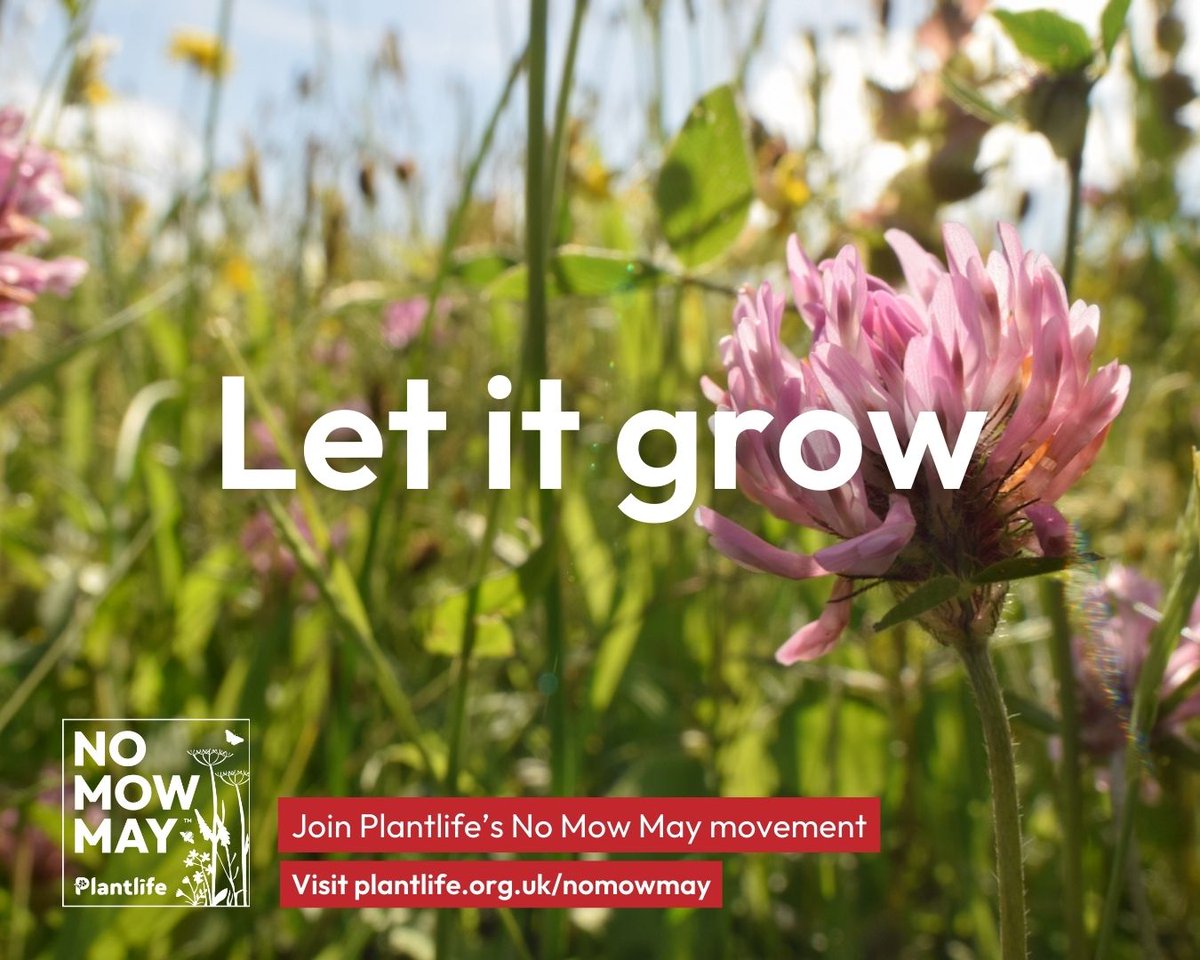 #NoMowMay starts today!
Why not give the lawnmower a rest and let the grass grow?
A lawn with long grass & wildflowers can:
🐝provide food for pollinators
🐝tackle pollution
🐝reduce urban heat extremes
🐝lock away atmospheric carbon below ground.
@love_plants
 #letitgrow