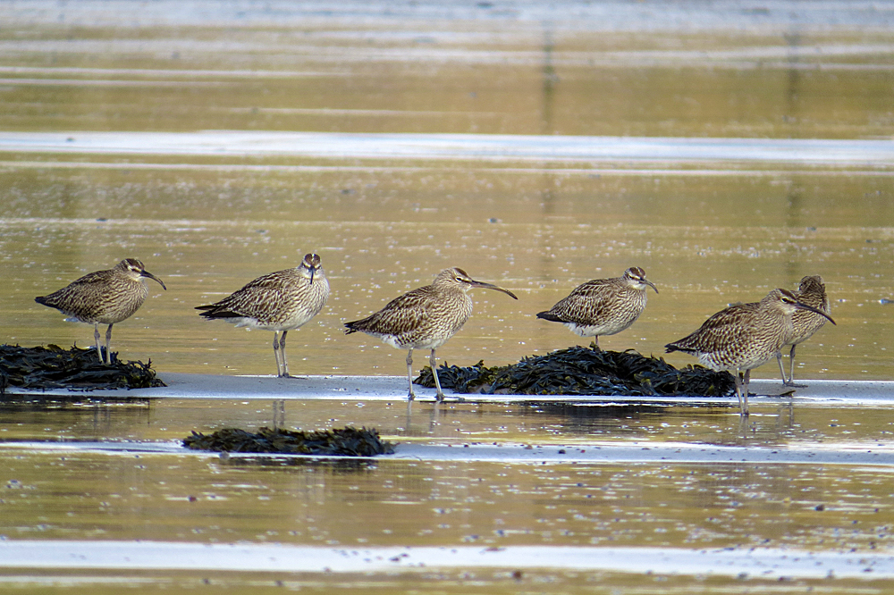 rainowboy's tweet photo. Nice little group of Whimbrel on Criccieth beach on Sunday evening @GlaslynWildlife https://t.co/f6dgFcphU5