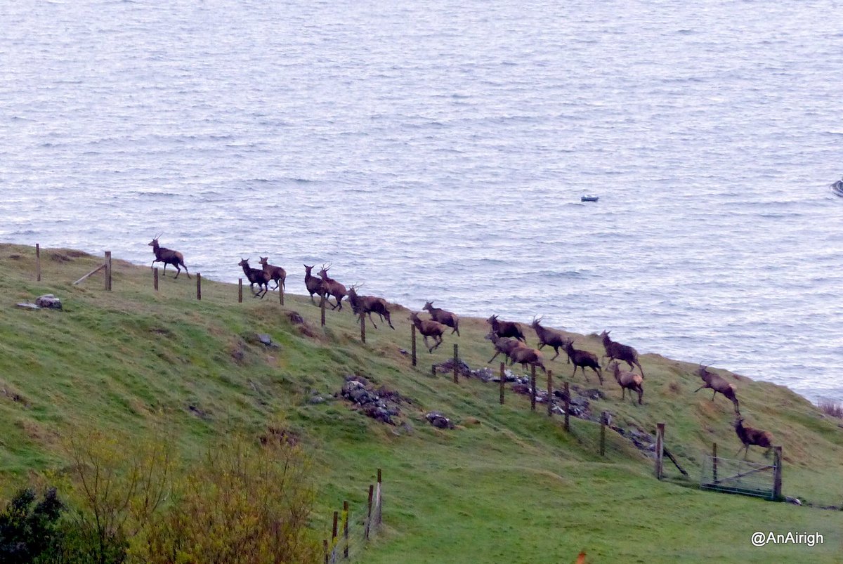 Herd of red deer travelling through the croft yesterday evening. <a href="/AnAirigh/">An Airigh</a> Loch Dunvegan, Isle of Skye
