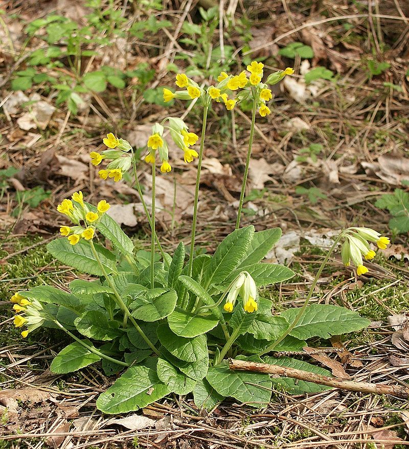 In Lincolnshire, Walpurgis Night was observed in rural communities until the second half of the 20th century, with a tradition of hanging cowslips to ward off evil.
#FairytaleTuesday