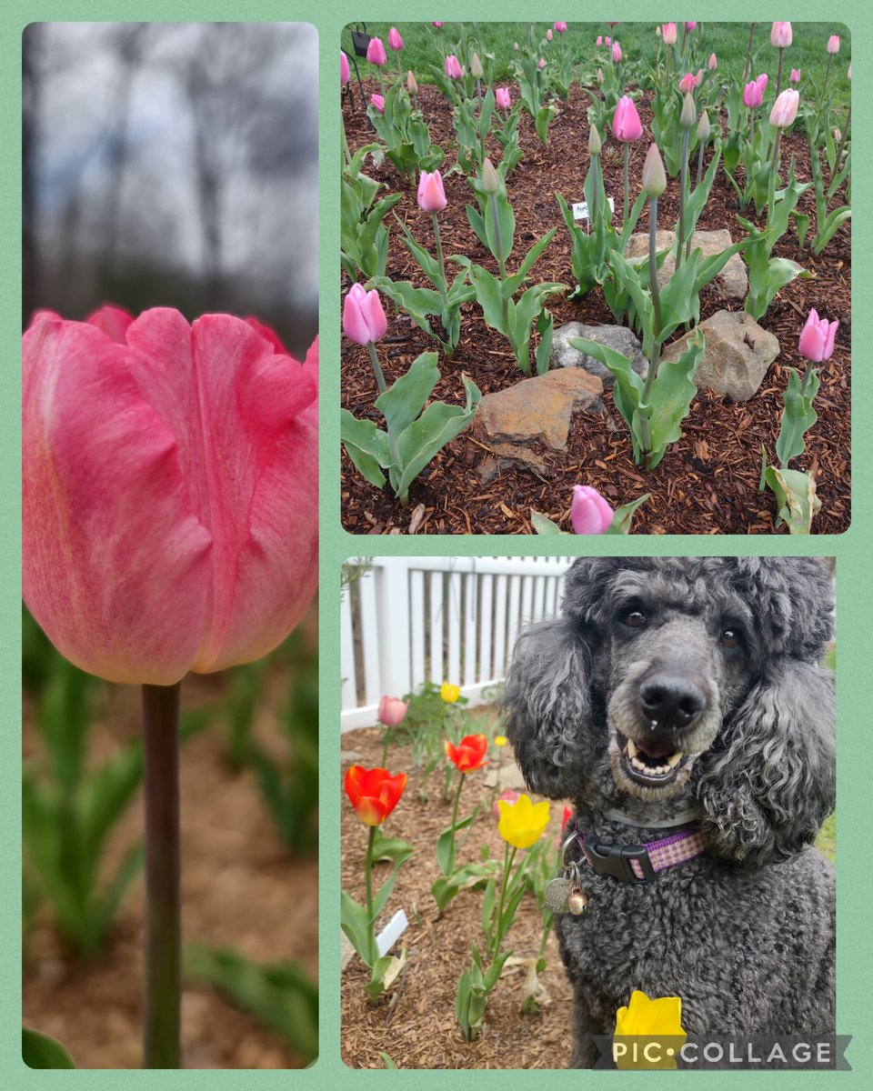 Happy #TulipTuesday friends! 🌷🐩