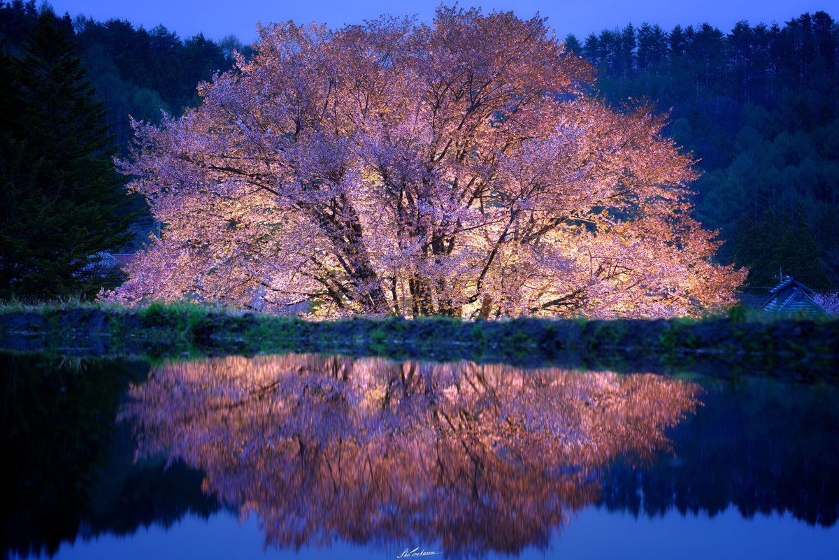 桜玉…

中綱湖が最後の桜撮影といいながら天王桜行ってきましたw
見頃は過ぎてましたがライトアップは圧巻の美しさでした。
来年は見頃の時に行きたいな…

#群馬県 #片品村 #天王桜 #桜 #夜桜
#オオヤマザクラ #リフレクション
#群馬は美しい #Lumix #s1r