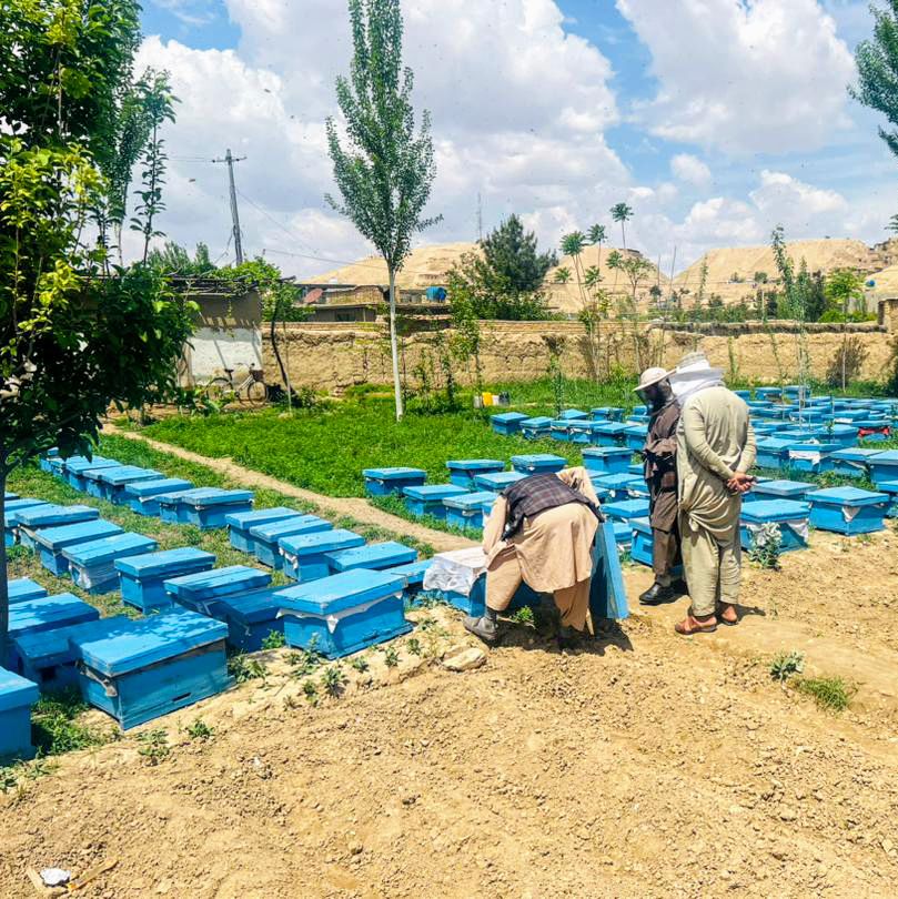 🐝Distribution of #beehives to women (not in frame) in #Maimana, #Faryab, by @NACAfghanistan under the FAO livelihoods support program supported by @UN_STFA. Besides the hives with bees and foundation wax, beneficiaries receive training, PPE, tools and medicine for the bees🐝