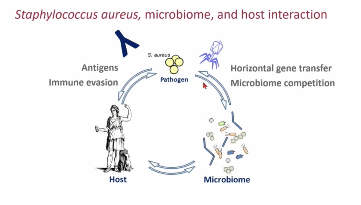 #ECCMID2024 last session of conference. In our noses #Staph lives inside the microbiome. Some elements may provide colonisation-protection but some also provide mechanism for horizontal gene transfer and acquisition of virulence factors